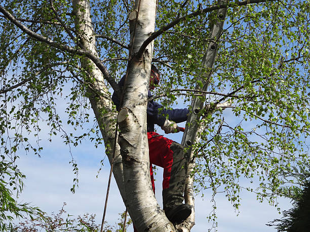 Kohler, WI Tree Care Company